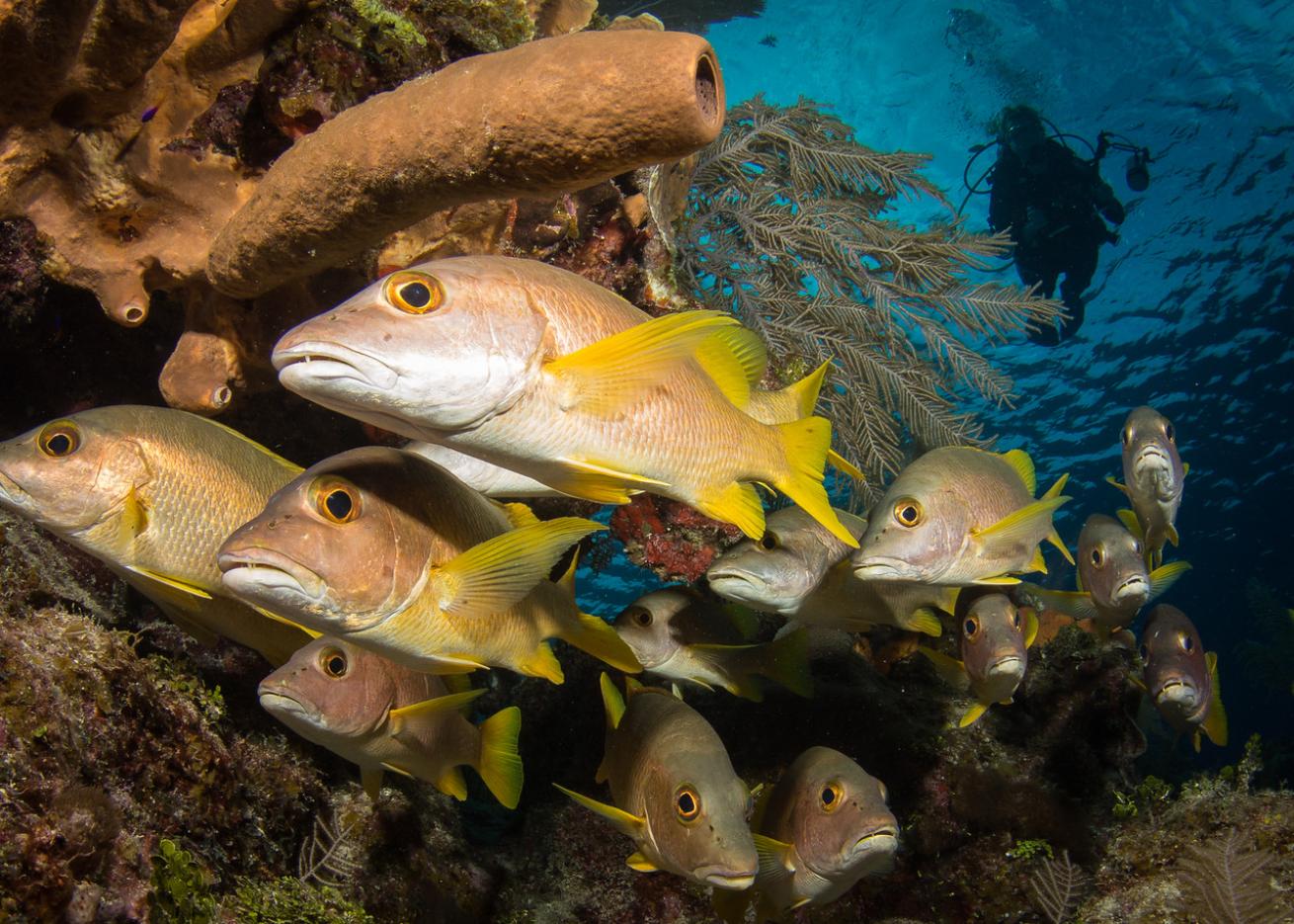 an underwater photo of grunts