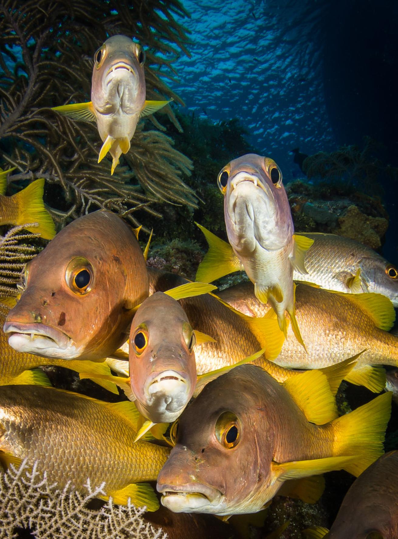 an underwater photo of grunts