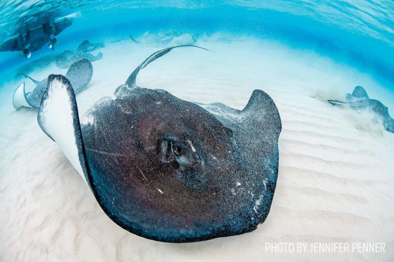stingray scuba diving grand cayman