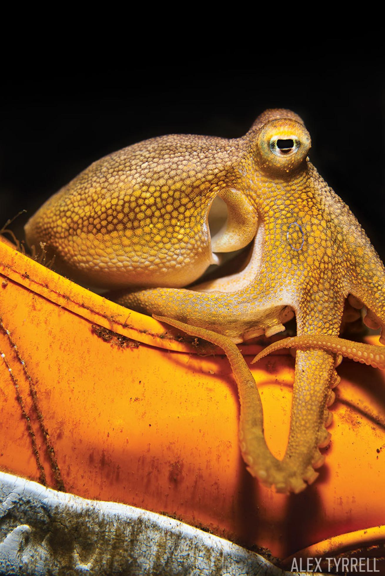 Octopus in Shoe