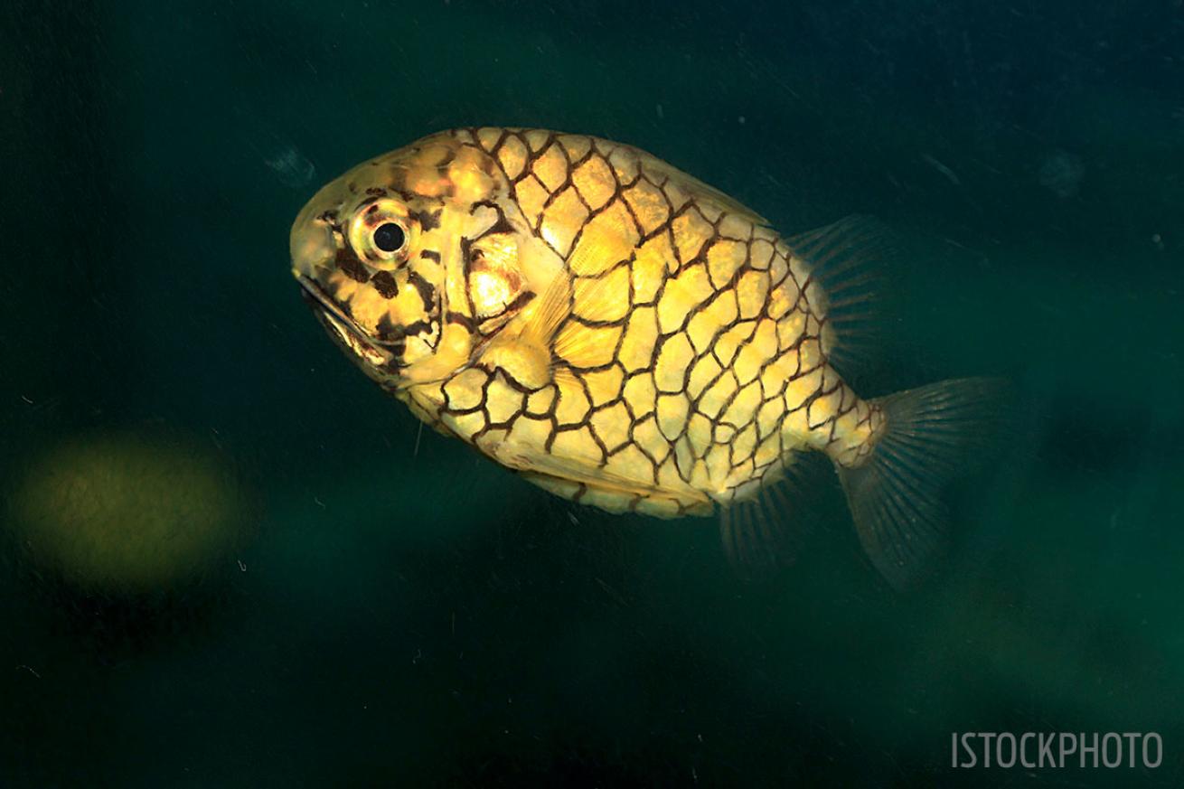 Pinecone Fish