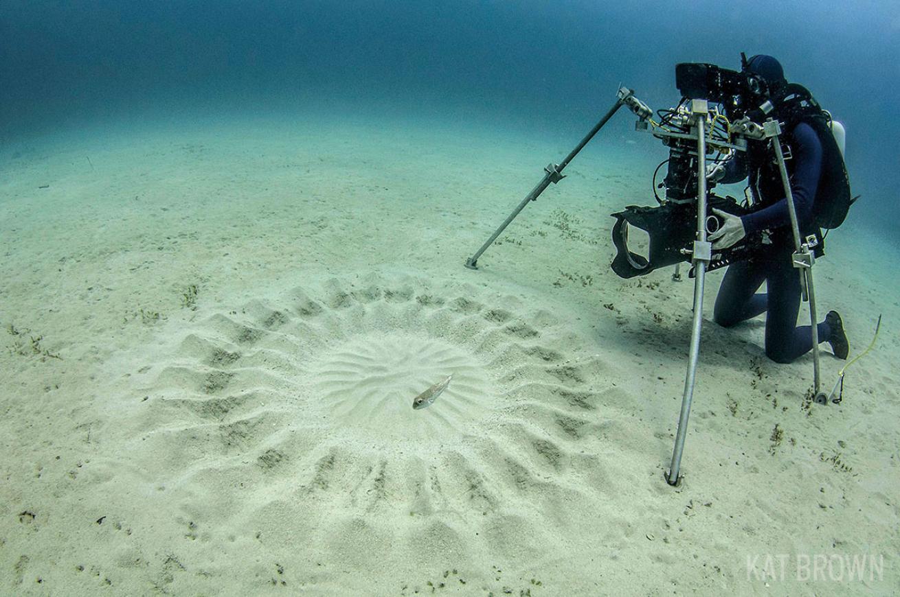 Pufferfish Crop Circles