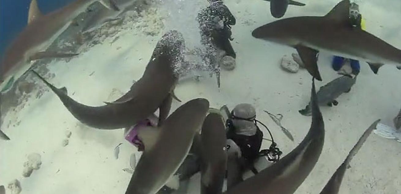 shark-feeding Stuart Cove's