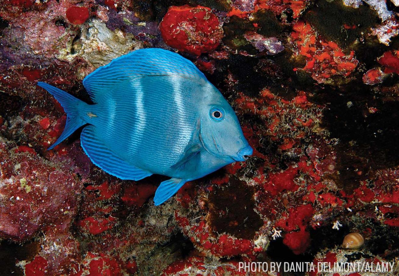 surgeonfish fish id tips
