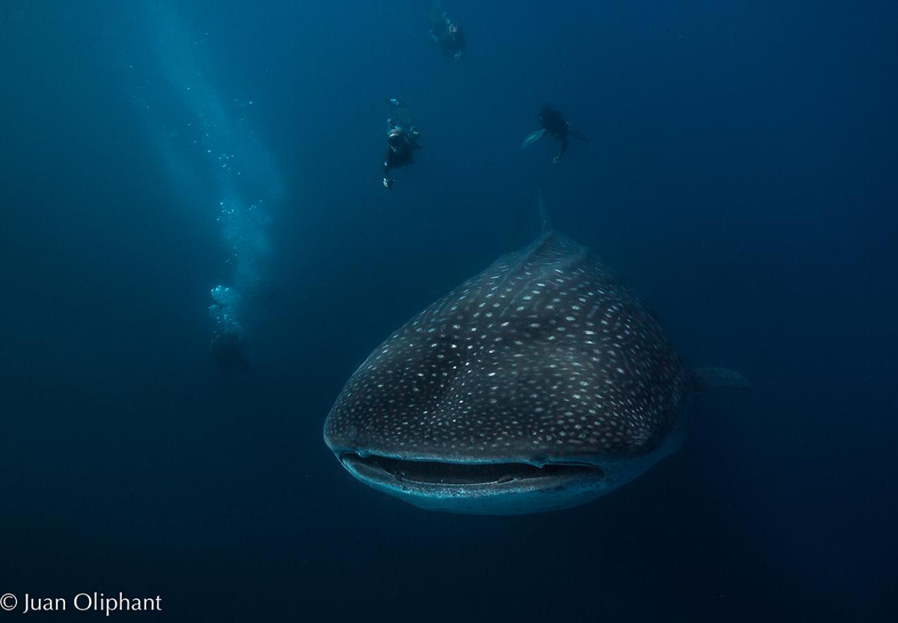 whale shark galapagos