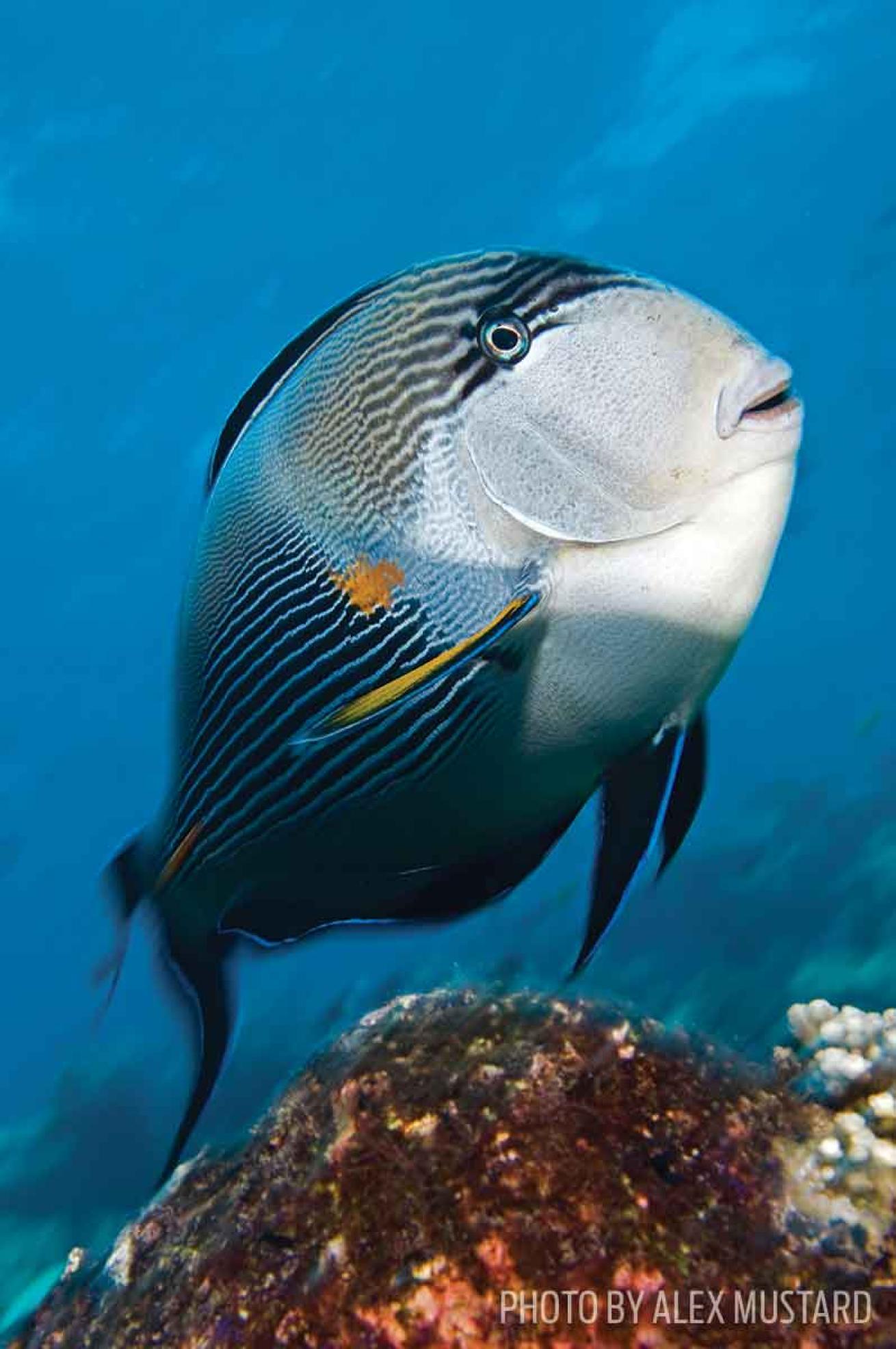 telephoto lens technique underwater
