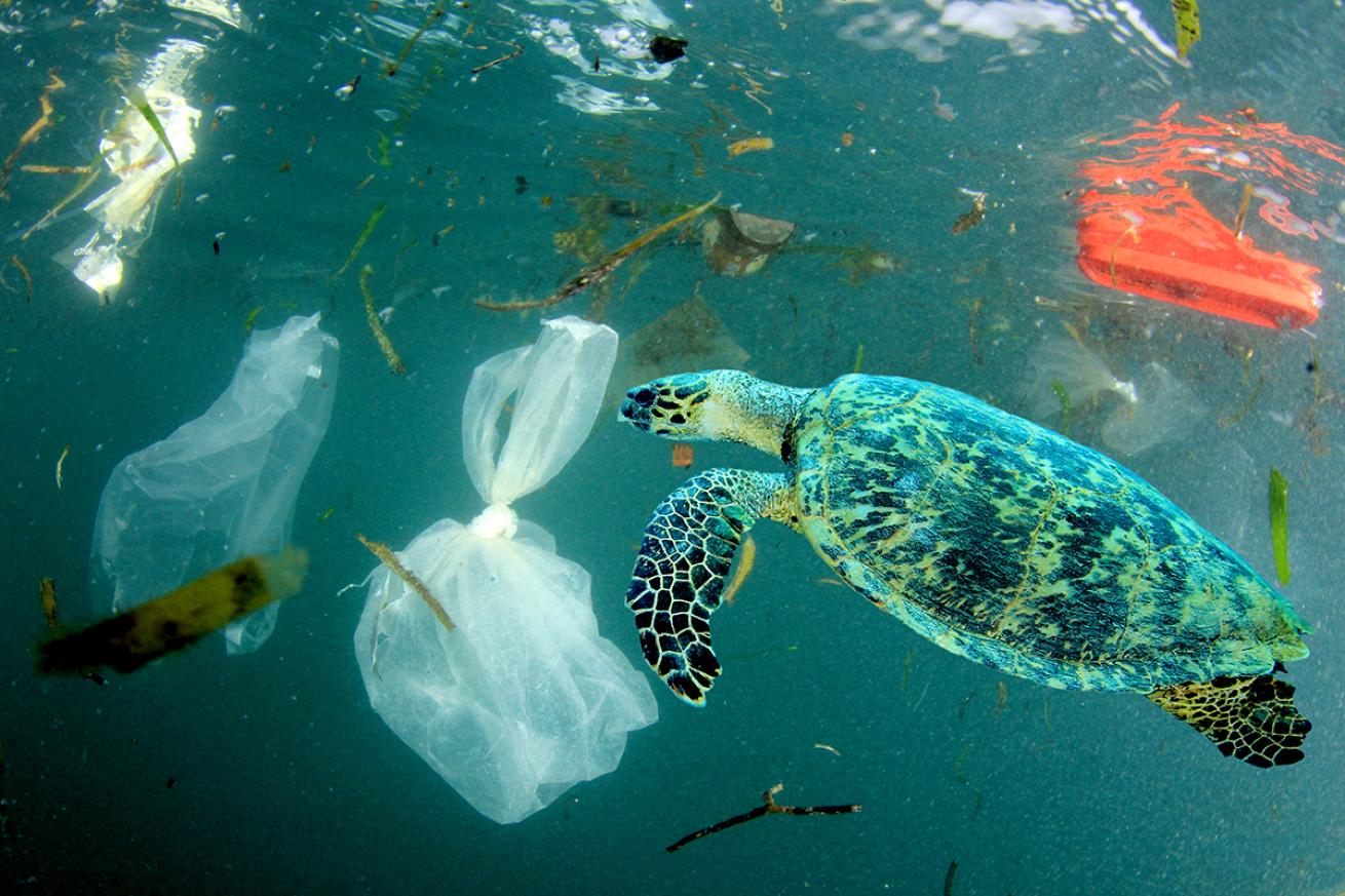 A baby sea turtle swims through marine debris