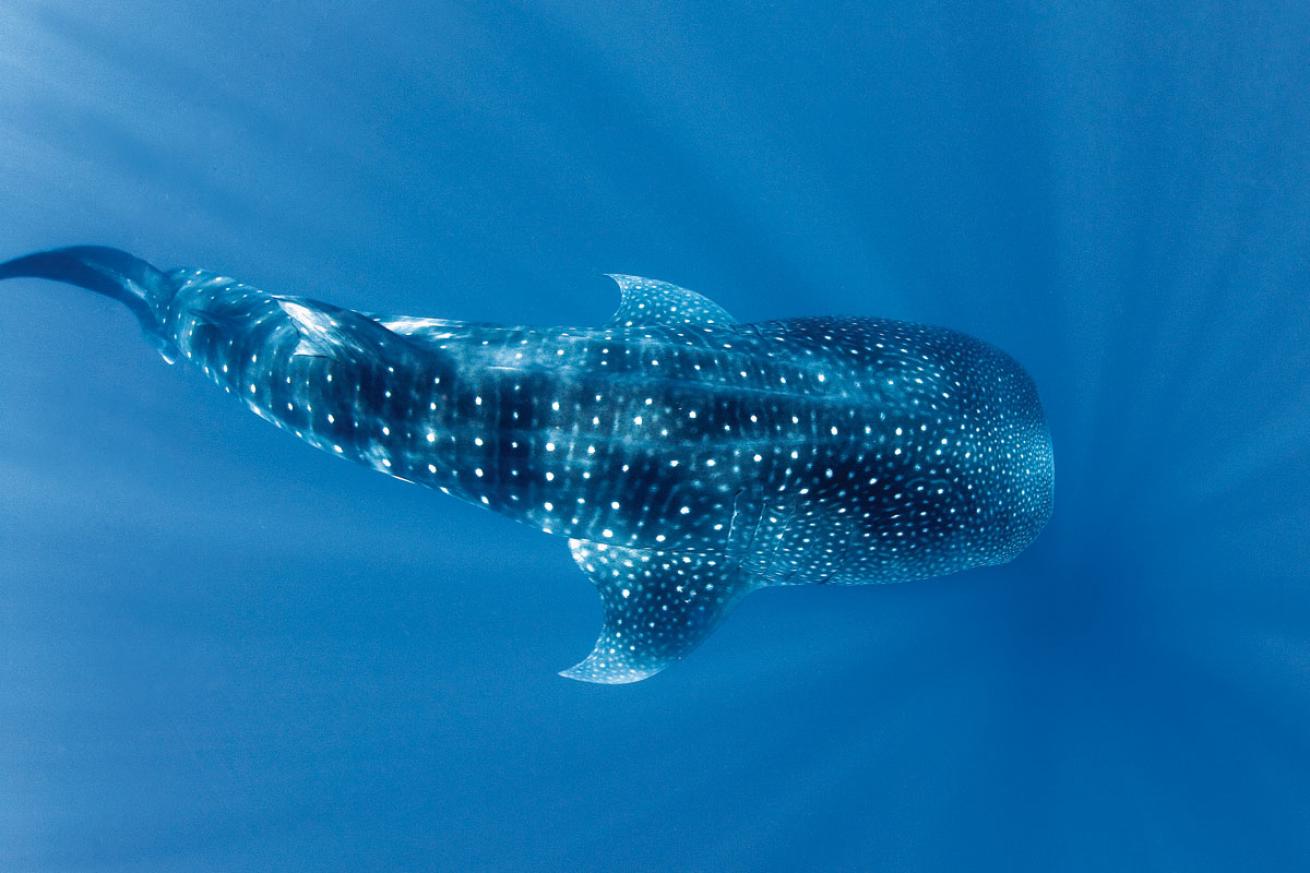 Whale Shark in Utila