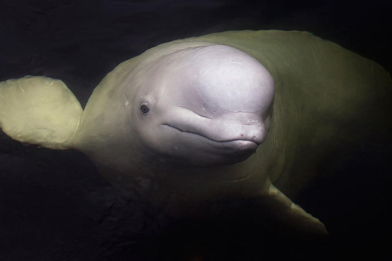 beluga whale