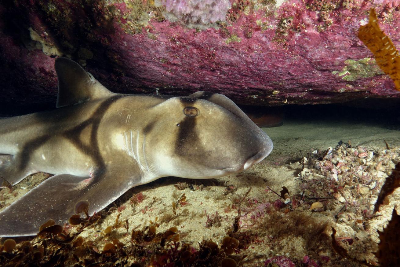 Port Jackson Shark
