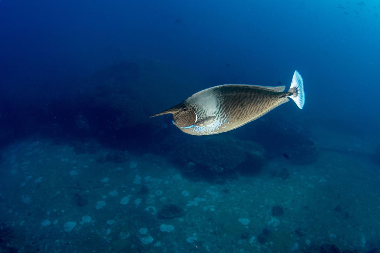 Spotted Unicornfish