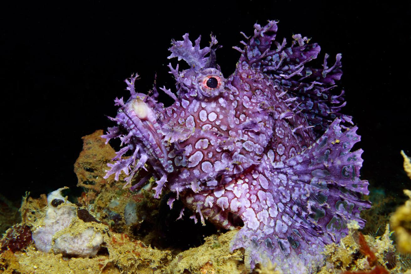 Weedy Scorpionfish