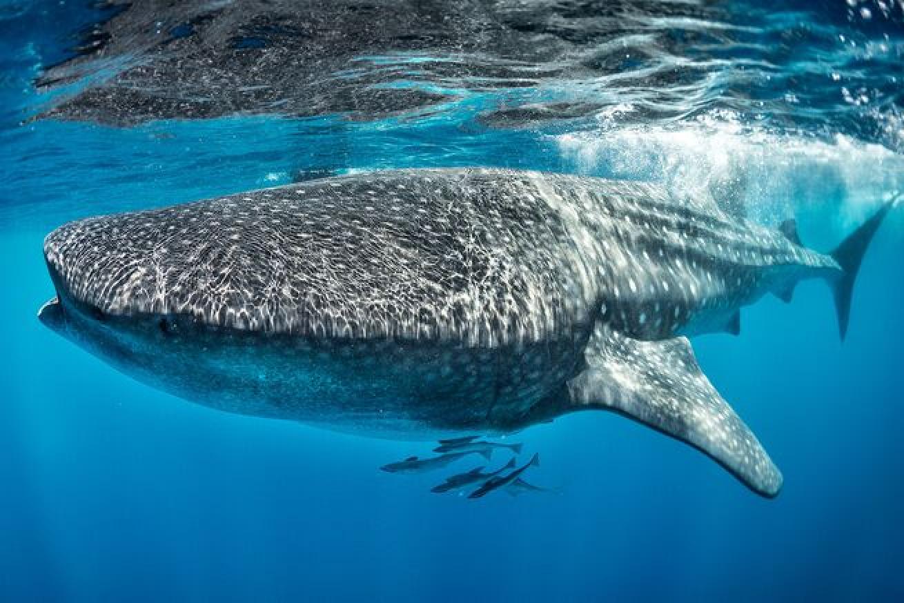 whale shark