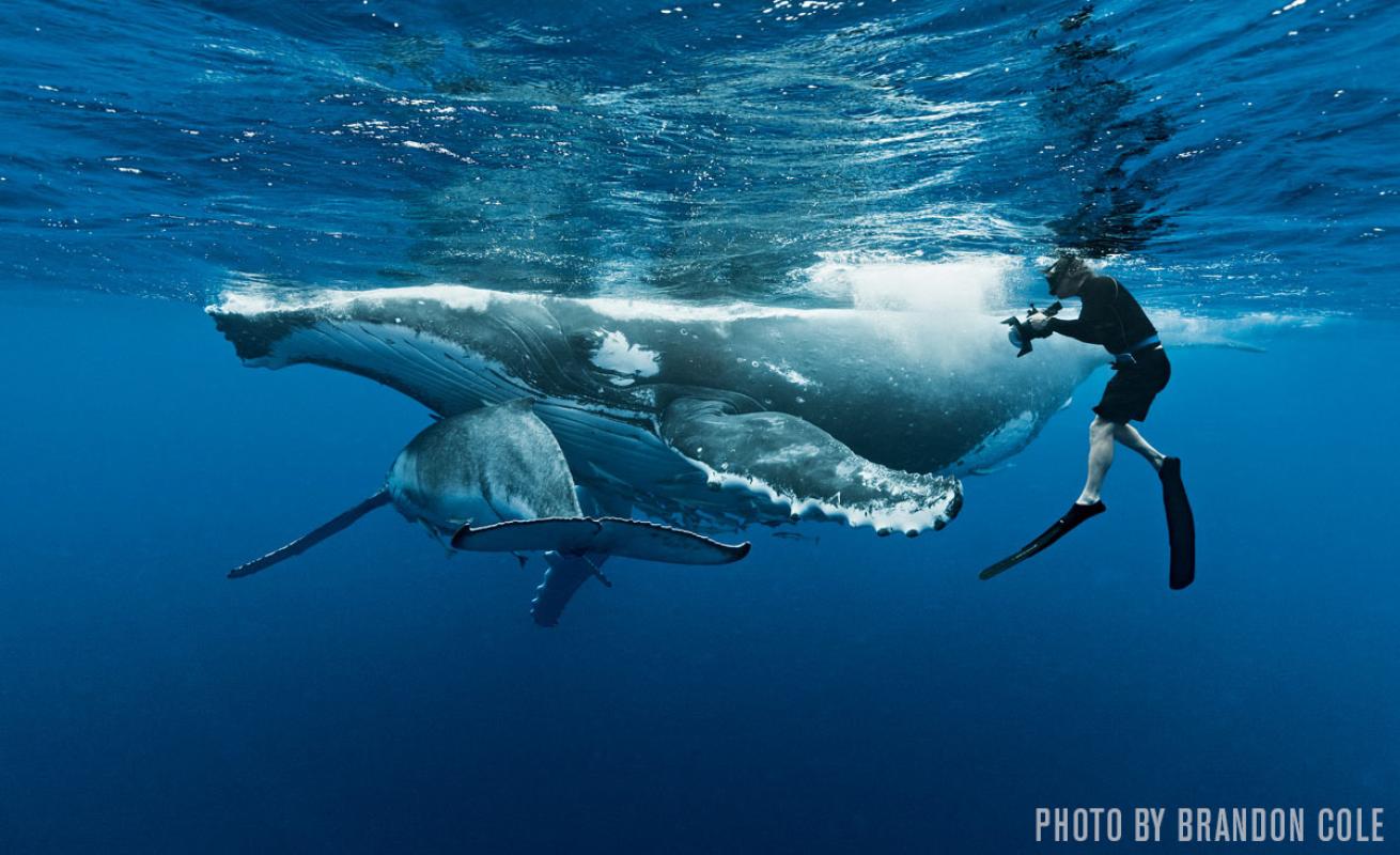 Underwater photographer takes picture of whales