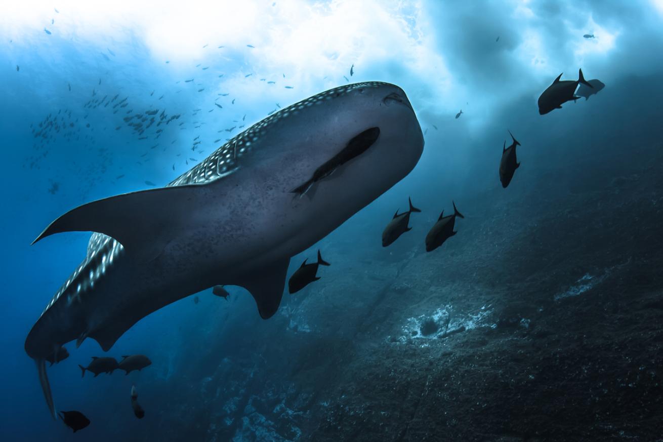 whale shark underwater