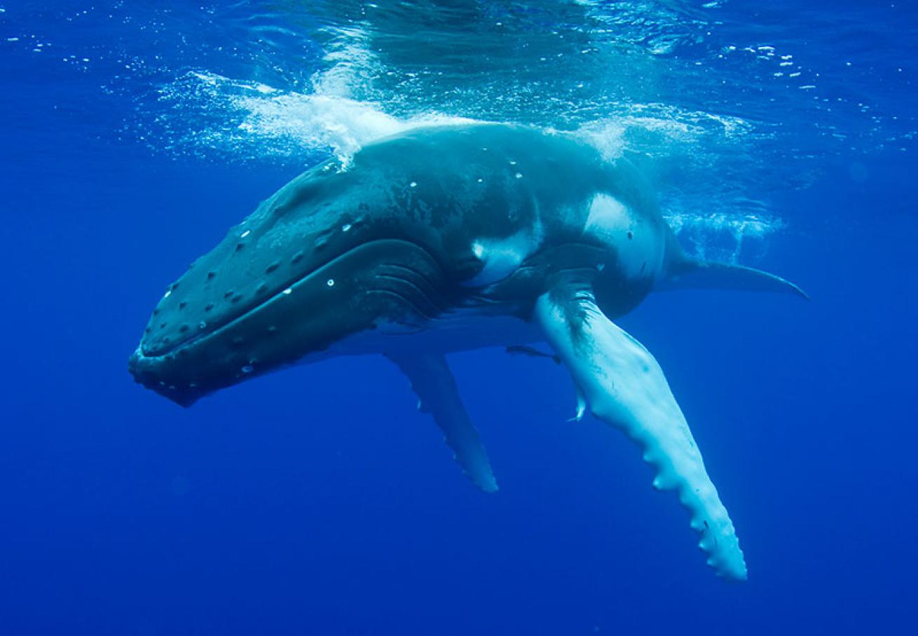 humpback whale