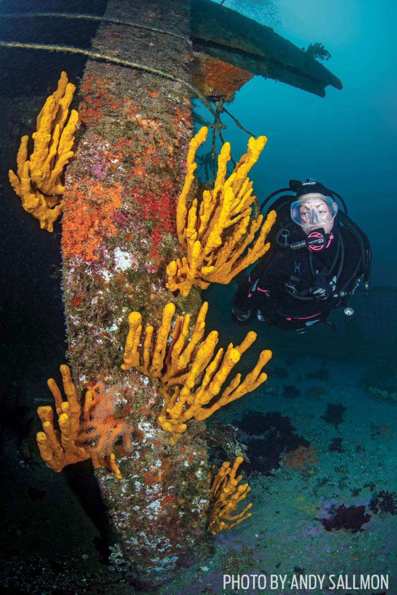 Scuba diver wreck coral