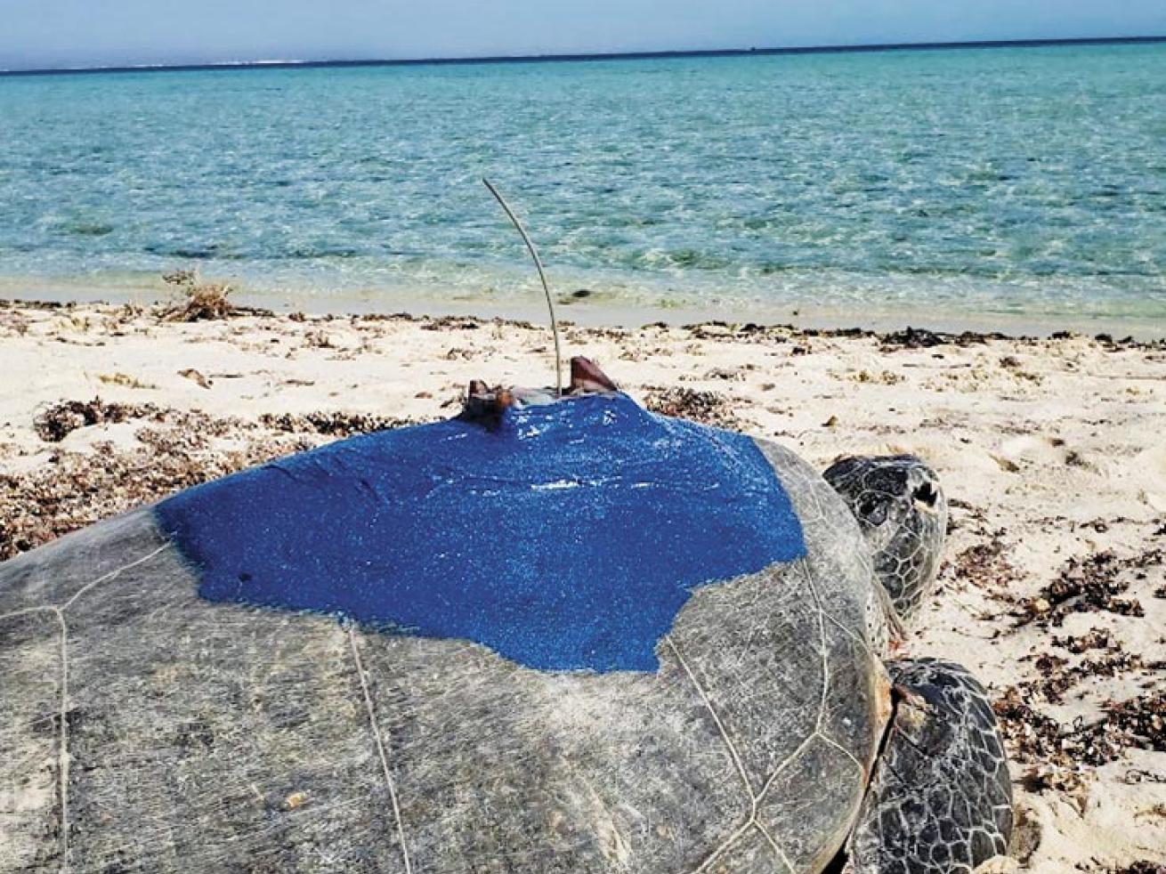 Trackers affixed to each turtle’s shell gather location data.