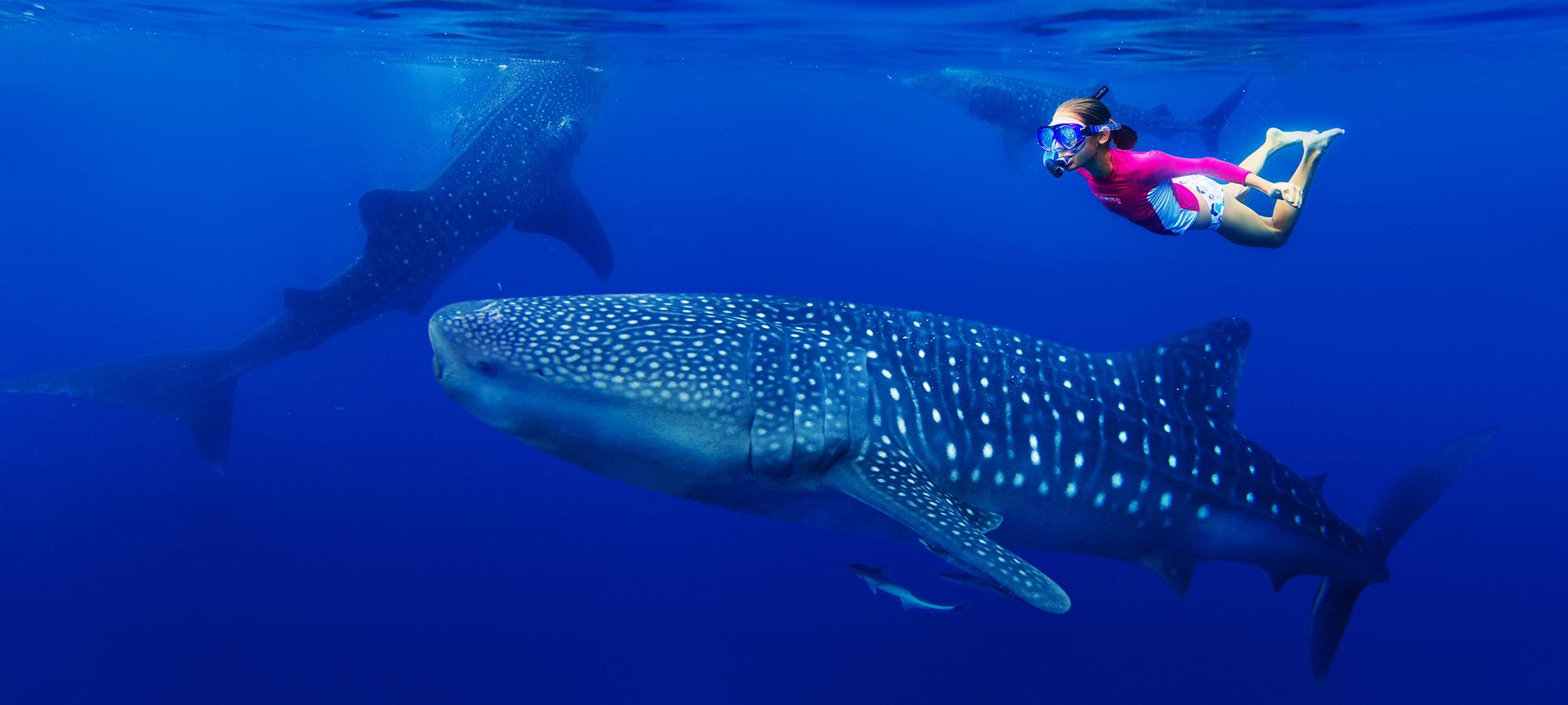 How to Swim with Whale Sharks in Isla Mujeres, Mexico | Scuba Diving
