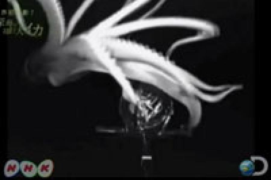 Video: How the Giant Squid was Captured on Film for the First Time