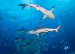 shark diving Aqua Cat