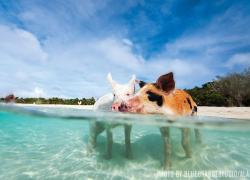 Swimming pigs Big Major Cay