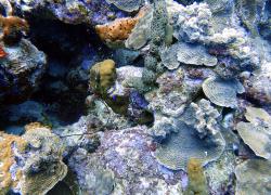 bleached coral