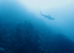 hammerhead sharks cocos island