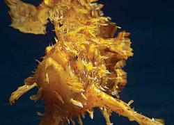 Sargassums Rescued at Sea