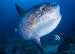 Raja Ampat mola mola
