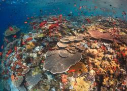 Indonesia liveaboard