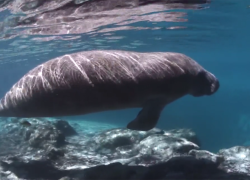 Manatees Crystal River Florida