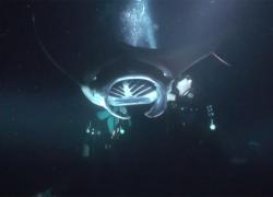 Manta Night Dive Video Kona Hawaii