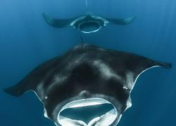 manta ray