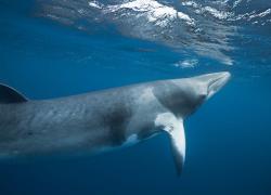 minke whales Australia
