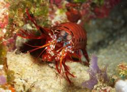 Mantis shrimp raja ampat