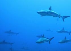 schooling sharks Fakarava scuba diving