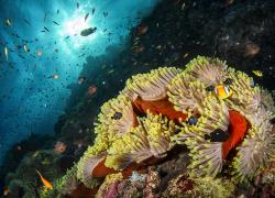 scuba diving red sea