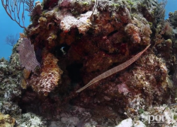 scuba diving long island bahamas