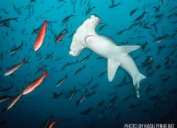 hammerhead shark underwater