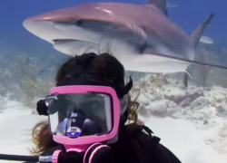 scuba diving sharks ellen show video