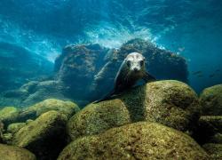 sea lion sea of cortez california