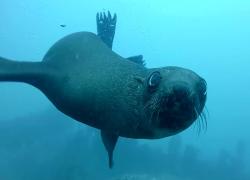Cape fur seal underwater photo