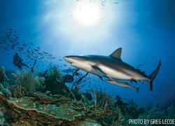 shark scuba diving Cuba