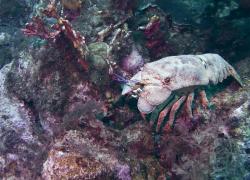 Slipper lobster underwater photo Curaçao