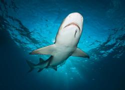 Lemon Shark in the Bahamas