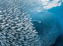 school of tarpon in Bonaire
