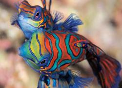 Mandarinfish wakatobi