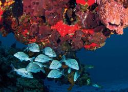 fish reef cozumel