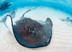 stingray scuba diving grand cayman